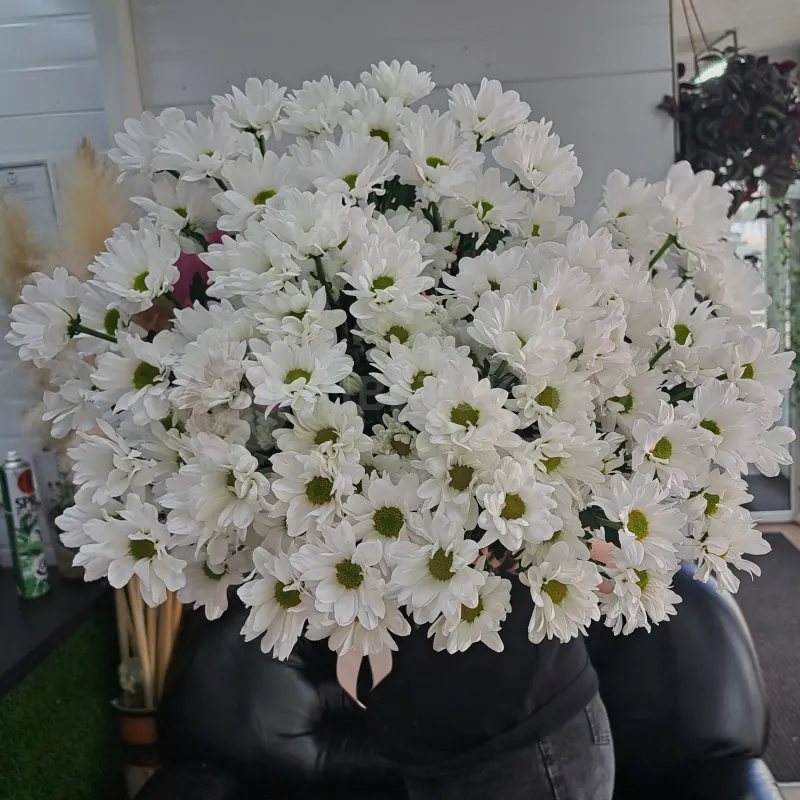 Хризантема Бакарди
