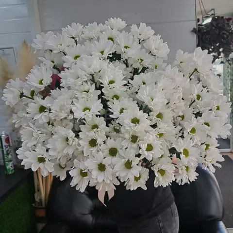 Хризантема Бакарди