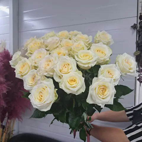 Роза Кенделайт